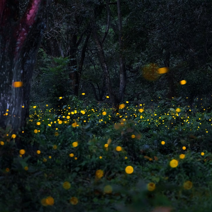 Ildfluer som gløder i en frodig skog, og skaper en magisk og rolig atmosfære