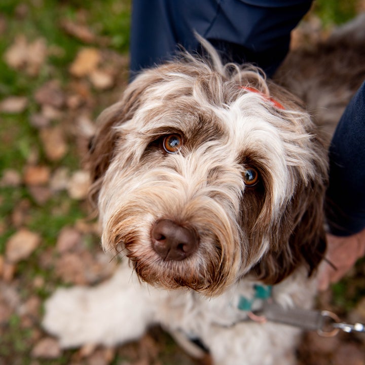 En fluffy hund med et nysgjerrig uttrykk ser opp mens han er på en tur, omgitt av falne blader