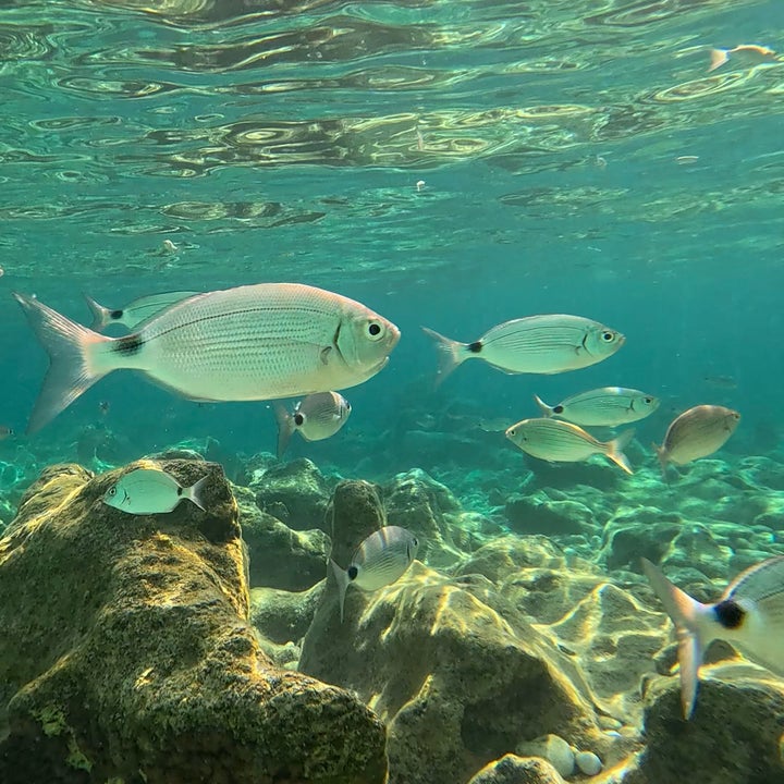 School of Fish svømmer blant steiner i klart vann, sollysstøpemønstre på havbunnen