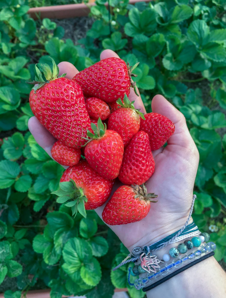 Håndholder nylagde jordbær, med jordbærplanter i bakgrunnen. Iført armbånd og en bladsjarm