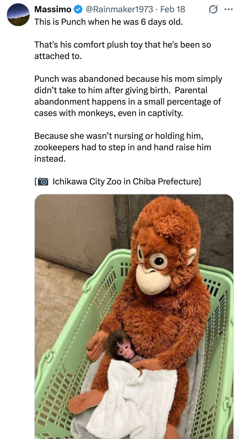 En utstoppet dyreorangutang sitter i en kurv og holder forsiktig en ekte babyape pakket inn i en klut