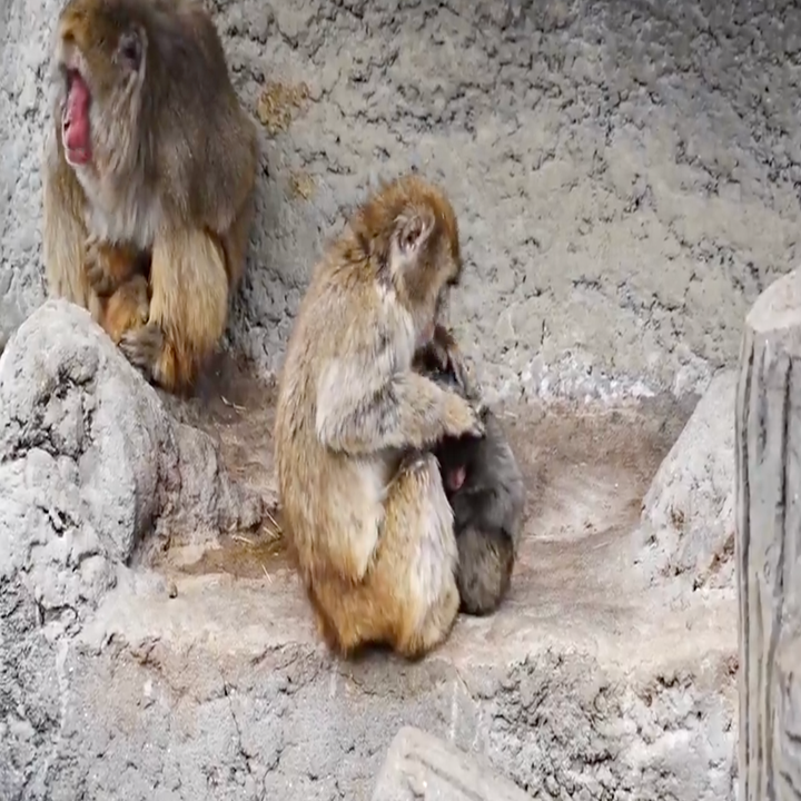 Aper i en steinete innhegning, en stelle en annen mens en tredje gjesper i bakgrunnen