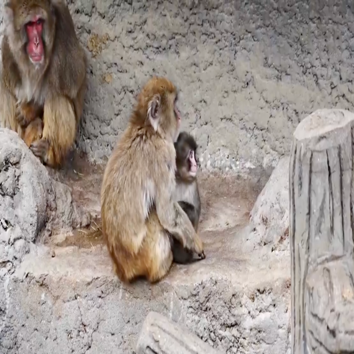 Aper på steinete terreng; en voksen og en baby sitter tett sammen, med en annen voksen i nærheten