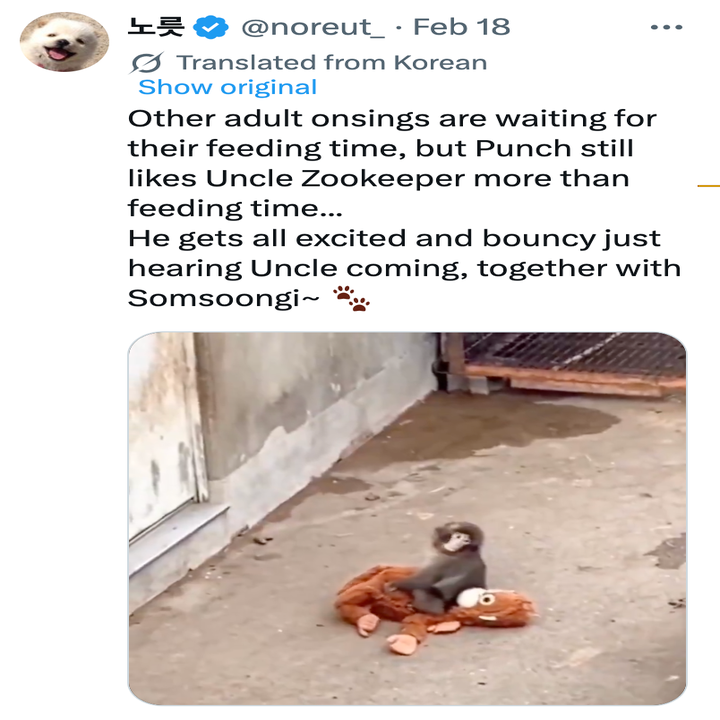 En tweet av en ilder som sitter på en leke, med leken tekst om hvordan ilderen, Punch, blir begeistret når dyrepasseren kommer