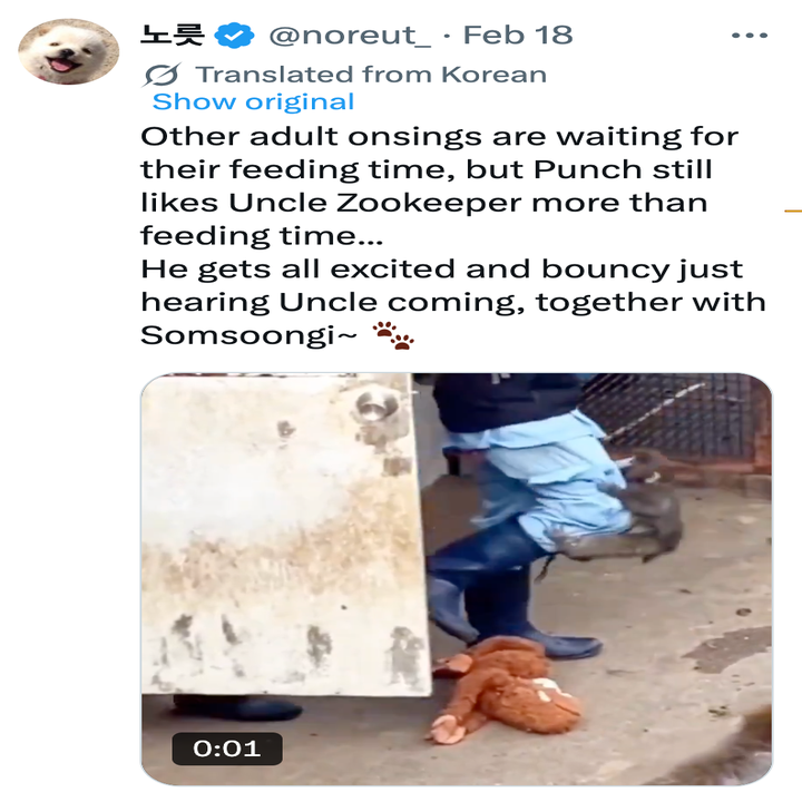 Video viser en dyrepasser med kenguruer. Tekst: "Punch liker onkel dyrepasser mer enn mattid... Han blir helt opprømt og spretten bare av å høre onkel komme, sammen med Somsoongi~ ?"