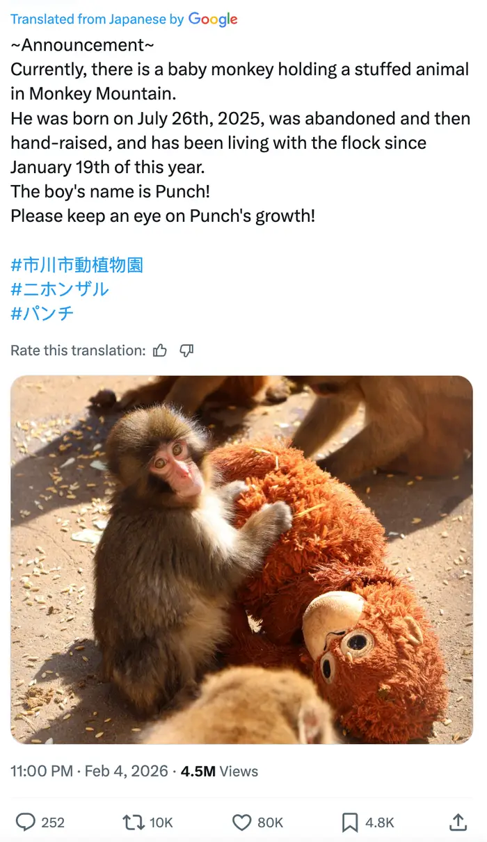 Babyape ved navn Punch med et kosedyr, kjent for å ha blitt håndhevet og levd sammen med flokken siden den ble forlatt