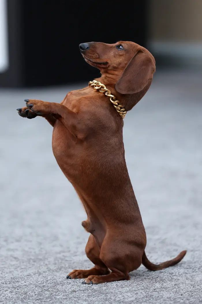 Dachs balanserer på bakbena iført en tykk gullkjede