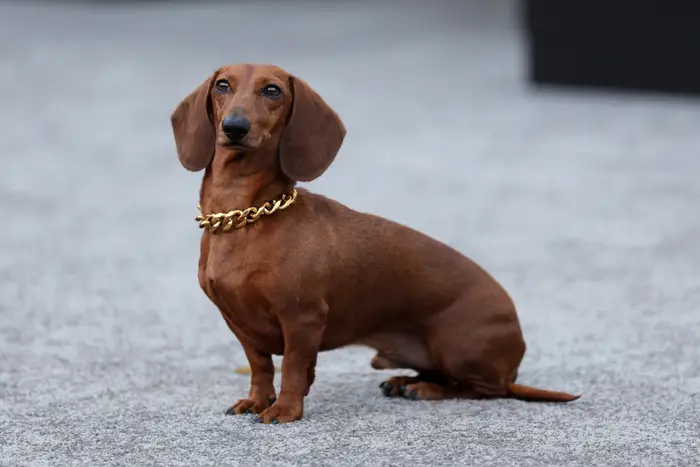 Dachs iført en gullkjede sitter oppmerksomt på en grå teppebakgrunn