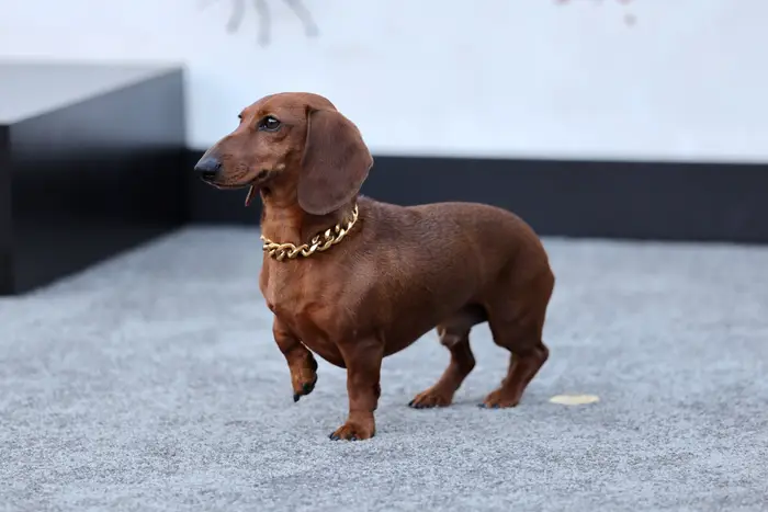 Dachs iført en gullkjede står på en teppebelagt overflate på et arrangement