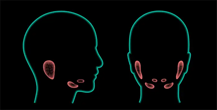 Silhuetter av to hoder, sett fra siden og bakfra, fremhever indre øre- og halsregioner, noe som sannsynligvis indikerer medisinsk eller anatomisk fokus