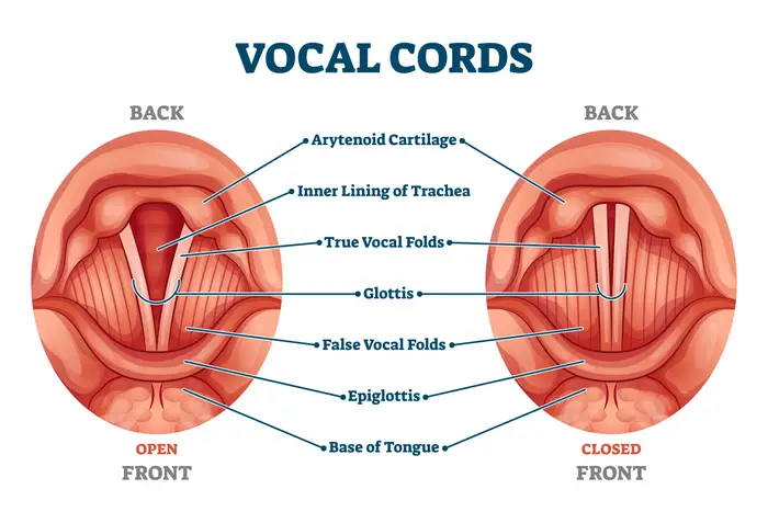 Diagram som sammenligner åpne og lukkede stemmebånd, merket: arytenoid brusk, indre slimhinne i luftrøret, sanne/falske stemmebånd, glottis, epiglottis, tungebase