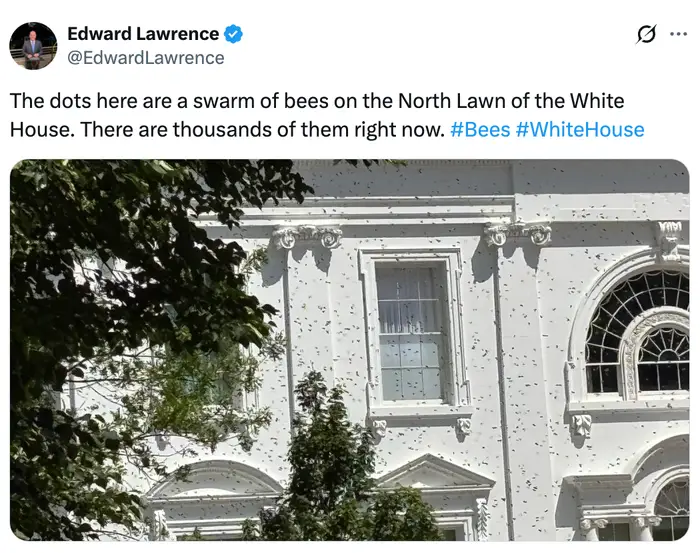 White House North Lawn dekket med en sverm av bier. Tusenvis synlig i luften