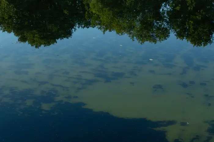 Rolig innsjø som reflekterer tresilhuetter og himmel over, med synlige algeflekker på vannoverflaten