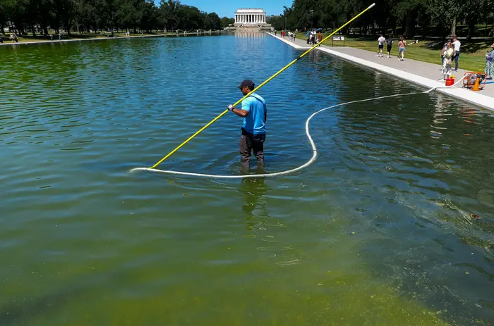 Person som renser alger i Reflecting Pool, Washington DC, ved hjelp av et stort bassengnett. Lincoln Memorial synlig i bakgrunnen