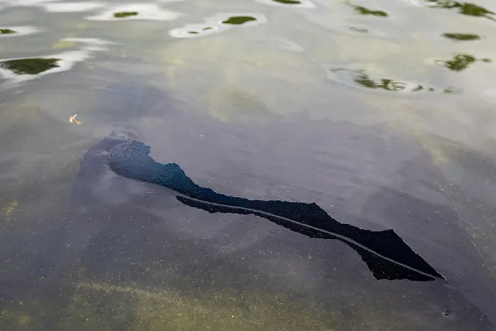 Stor fisk som svømmer under vann, delvis synlig rett under overflaten av stille vann