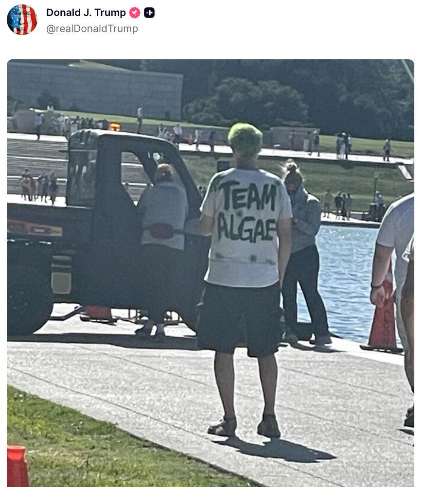 Person med grønt hår som har på seg en "Team Algae" skjorte på et utendørs offentlig rom