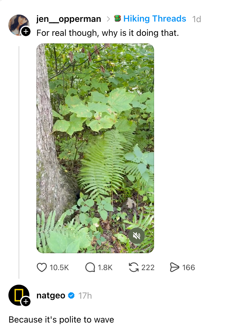 Sosiale medier-innlegg med et bilde av en bregne i skogen. Bildeteksten spør hvorfor det vinker. NatGeo svarer humoristisk, "Fordi det er høflig å vinke."