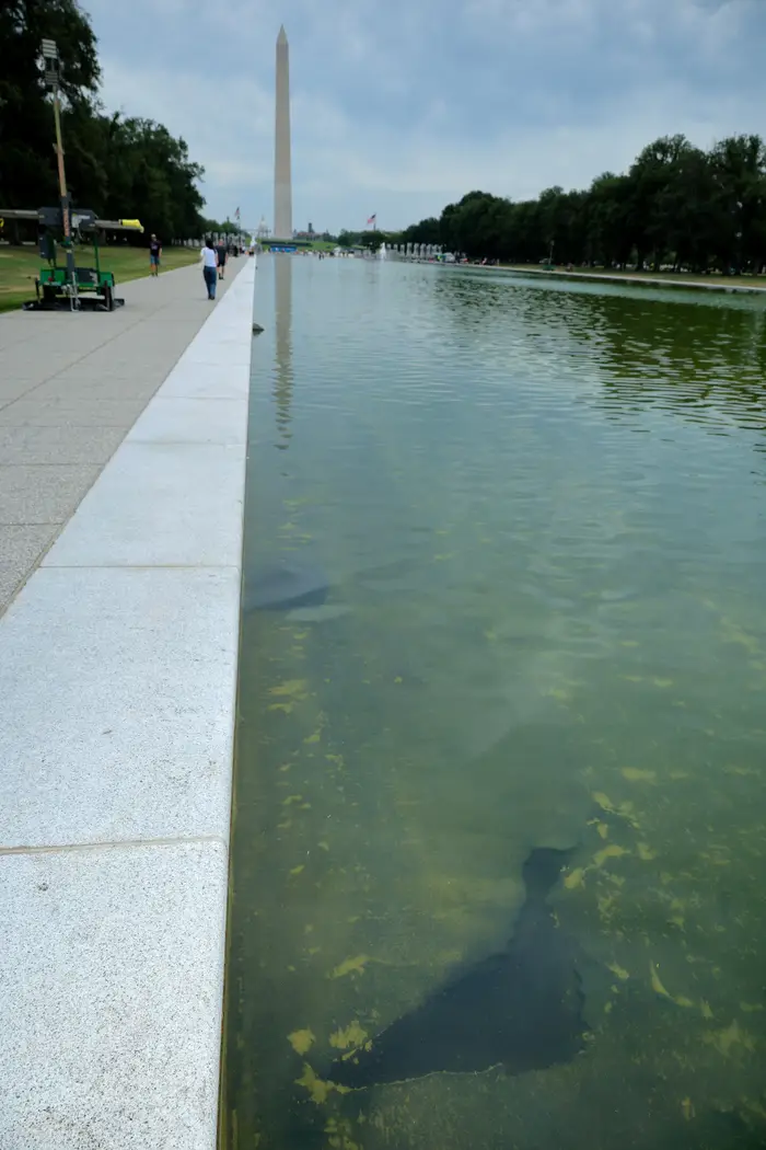 Washington Monument sett langveis fra med refleksjoner i det delvis algedekkede vannet i Lincoln Memorial Reflecting Pool