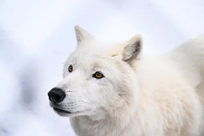 Hvit ulv ser oppover mot en snødekt bakgrunn, og viser frem sitt intense blikk og myke pels