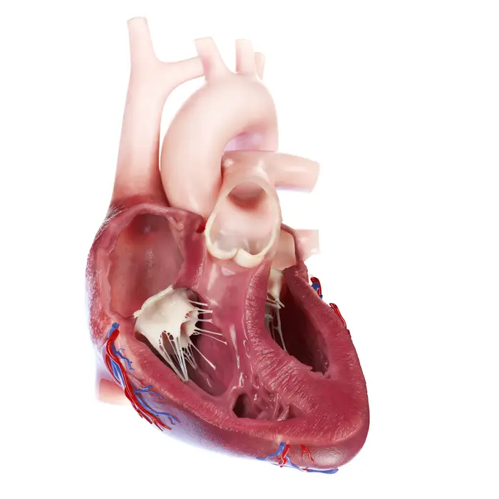 En anatomisk detaljert menneskelig hjertemodell som viser indre strukturer inkludert kamre og ventiler